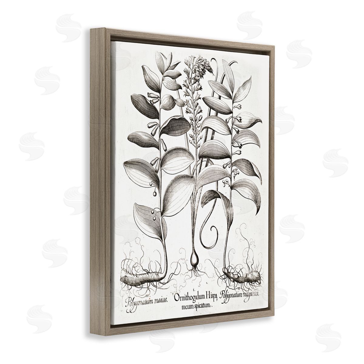 Lettered and Lined Vintage Botanical Root Study Brown Floating Frame Canvas Wall Art Print