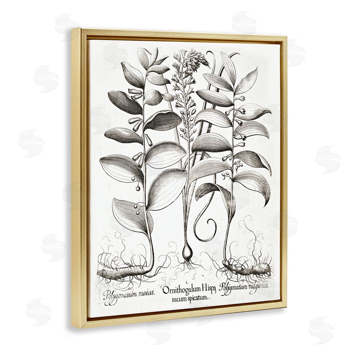 Lettered and Lined Vintage Botanical Root Study Gold Floating Frame Canvas Wall Art Print
