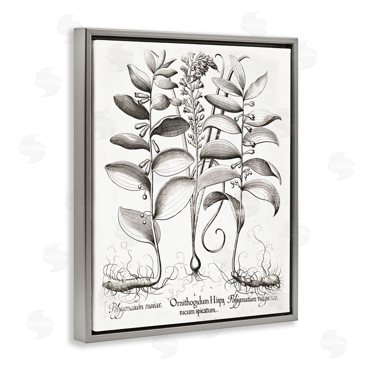 Lettered and Lined Vintage Botanical Root Study Gray Floating Frame Canvas Wall Art Print