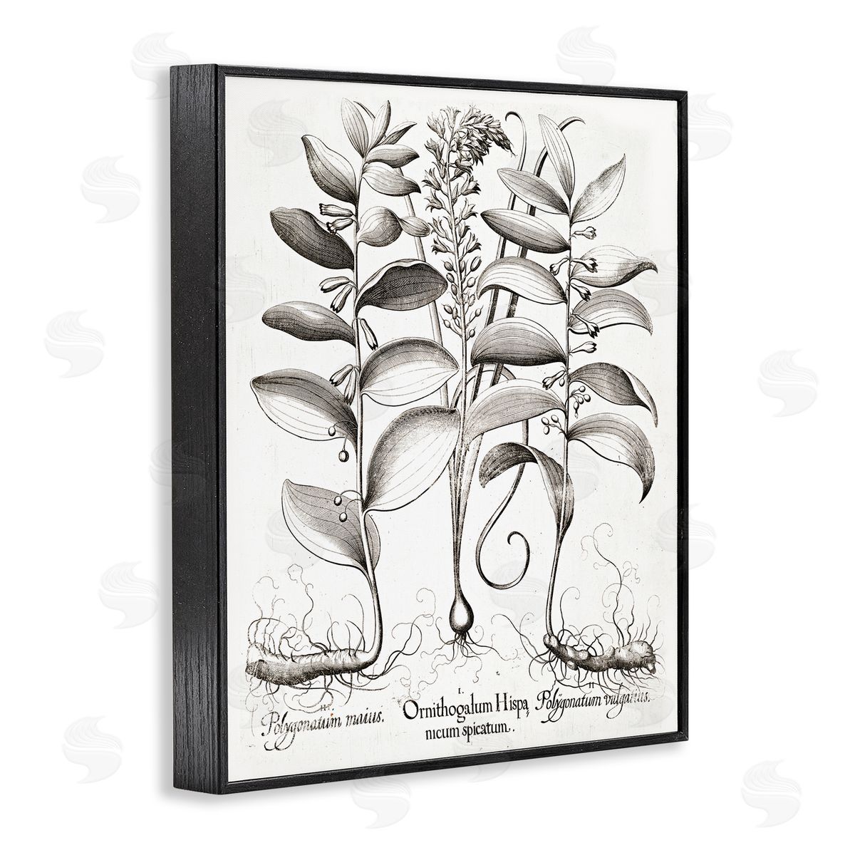 Lettered and Lined Vintage Botanical Root Study Black Framed Giclee Print Wall Art