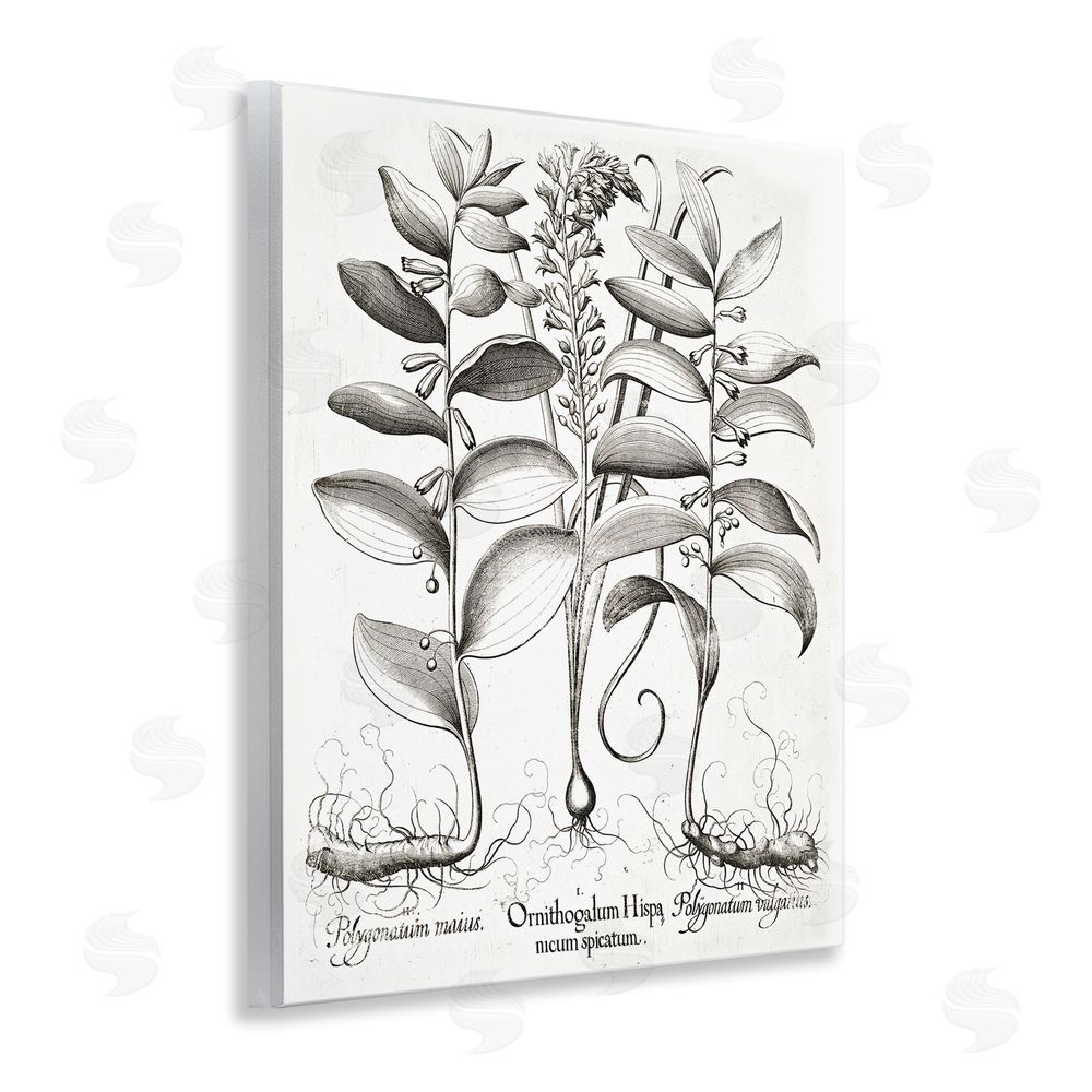 Lettered and Lined Vintage Botanical Root Study Wooden Wall Plaque Art Print