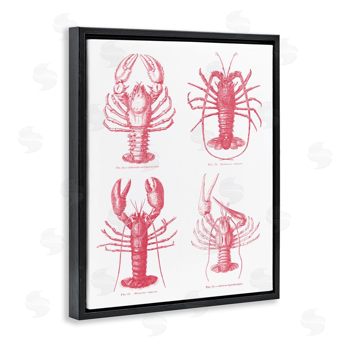 Lettered and Lined Timeless Lobsters Species Black Floating Frame Canvas Wall Art Print