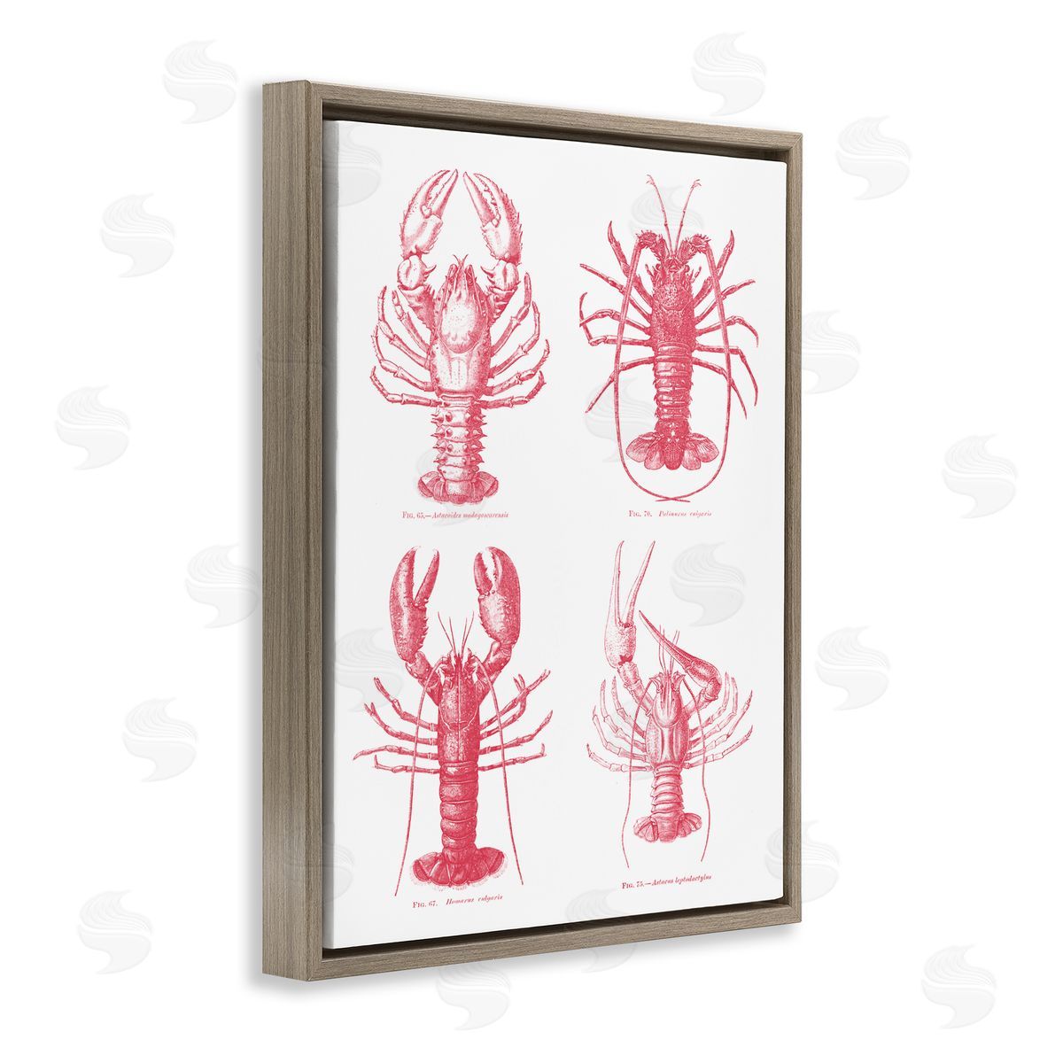 Lettered and Lined Timeless Lobsters Species Brown Floating Frame Canvas Wall Art Print