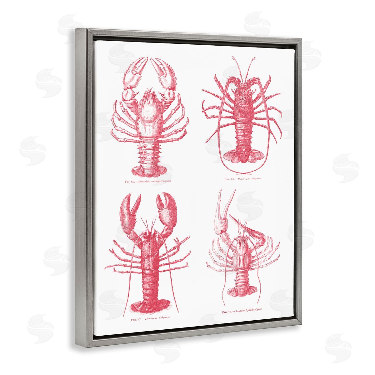 Lettered and Lined Timeless Lobsters Species Gray Floating Frame Canvas Wall Art Print