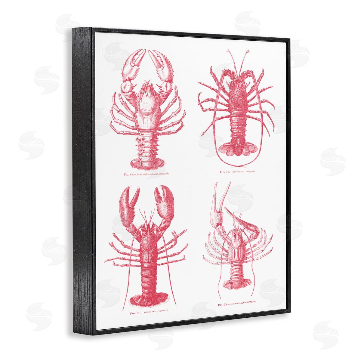 Lettered and Lined Timeless Lobsters Species Black Framed Giclee Print Wall Art