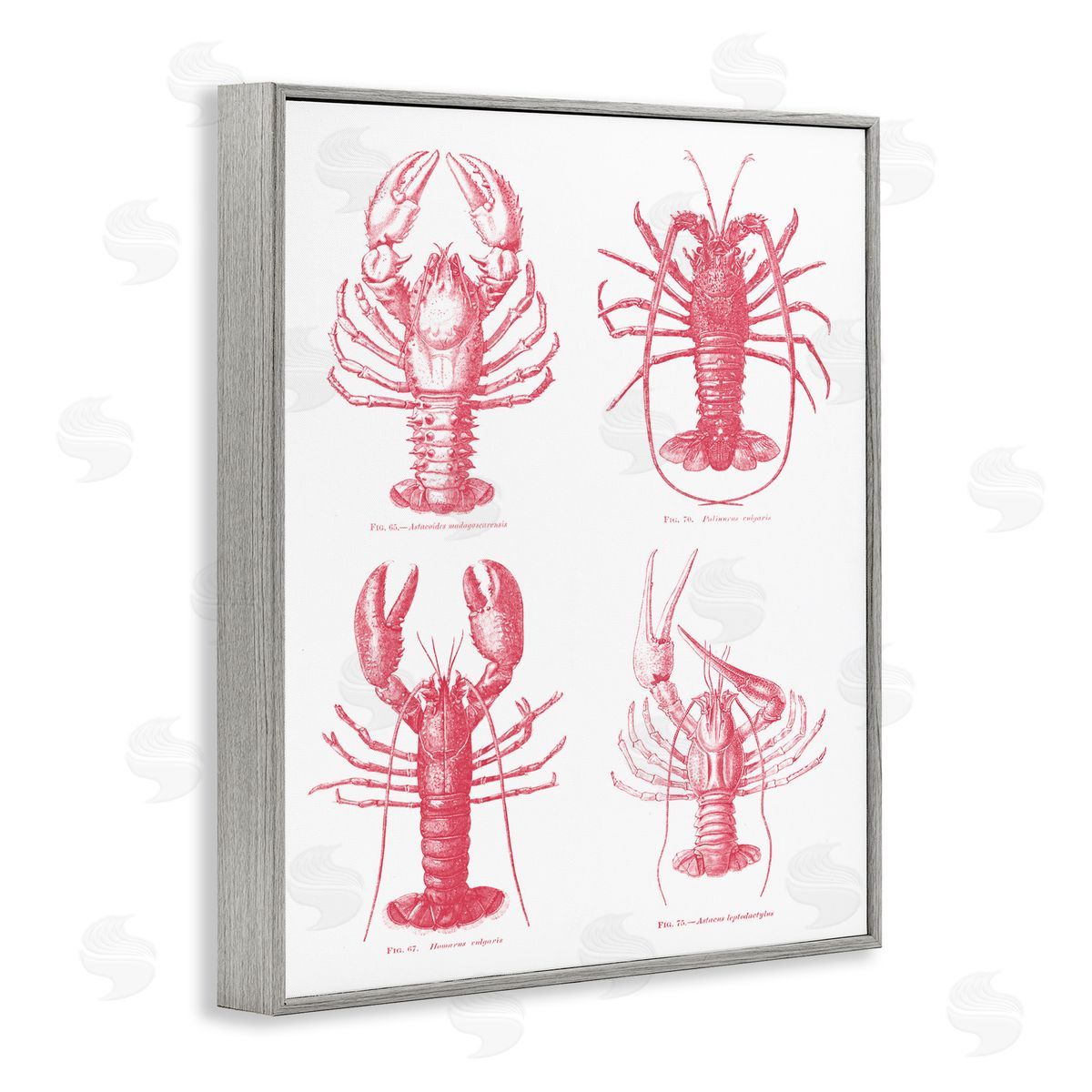 Lettered and Lined Timeless Lobsters Species Gray Framed Giclee Print Wall Art