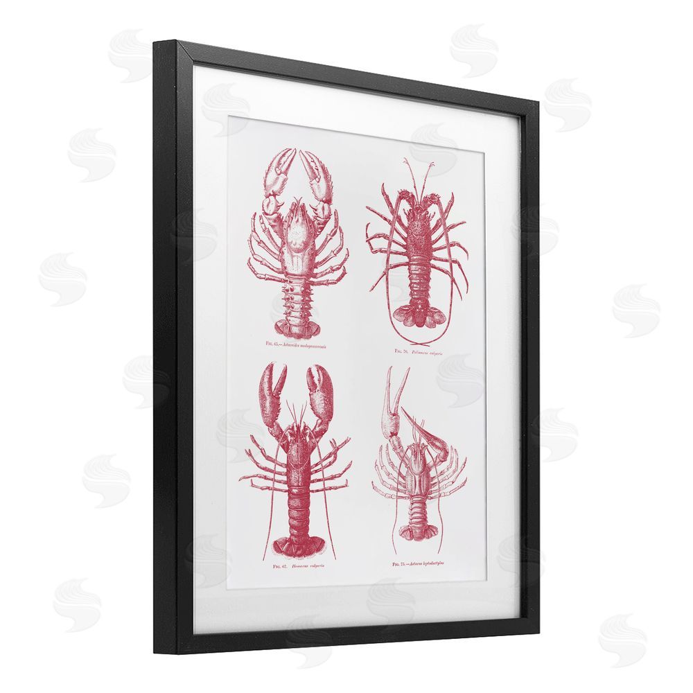 Lettered and Lined Timeless Lobsters Species Black Framed Print Under Glass Wall Art