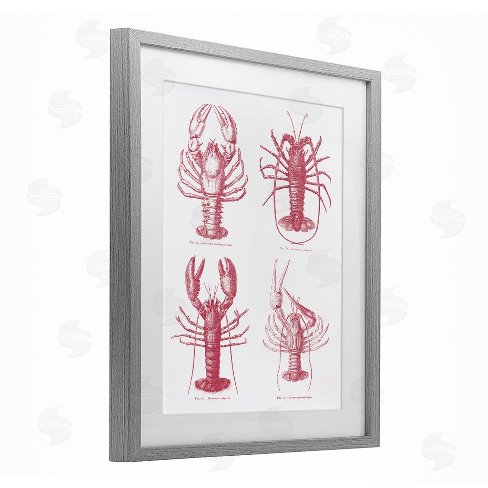 Lettered and Lined Timeless Lobsters Species Gray Framed Print Under Glass Wall Art