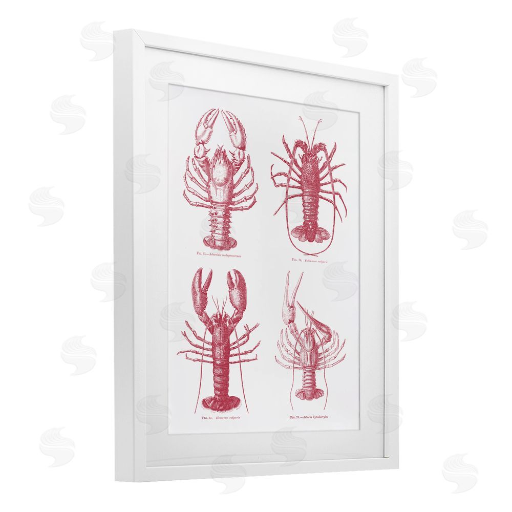 Lettered and Lined Timeless Lobsters Species White Framed Print Under Glass Wall Art