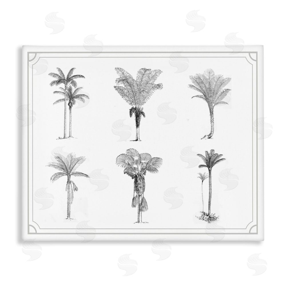 Lettered and Lined Various Palm Tree Types Vintage Stretched Canvas Wall Art Print