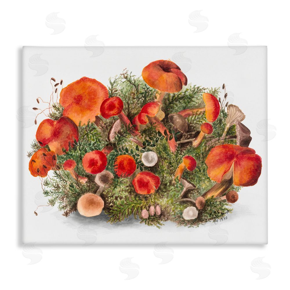 Lettered and Lined Earthy Mushroom Caps Nature Canvas Wall Art Print