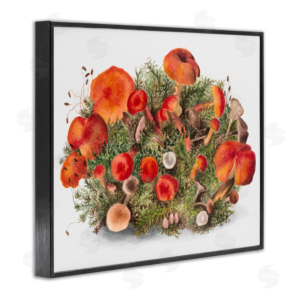 Lettered and Lined Earthy Mushroom Caps Nature Black Framed Giclee Wall Art Print