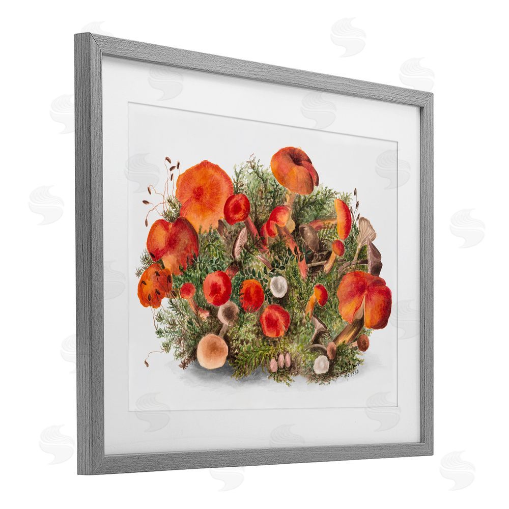 Lettered and Lined Earthy Mushroom Caps Nature Gray Framed Print Under Glass with White Mat Wall Art