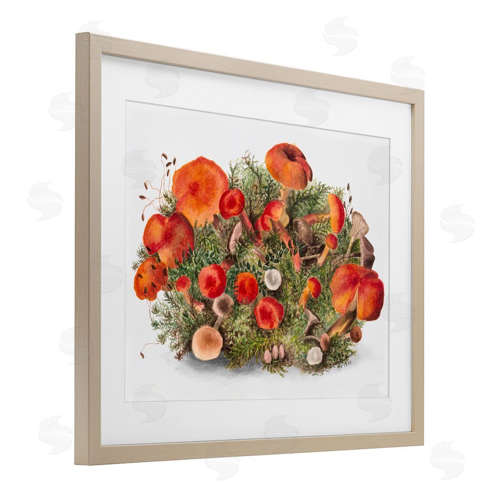 Lettered and Lined Earthy Mushroom Caps Nature Birch Framed Print Under Glass with White Mat Wall Art