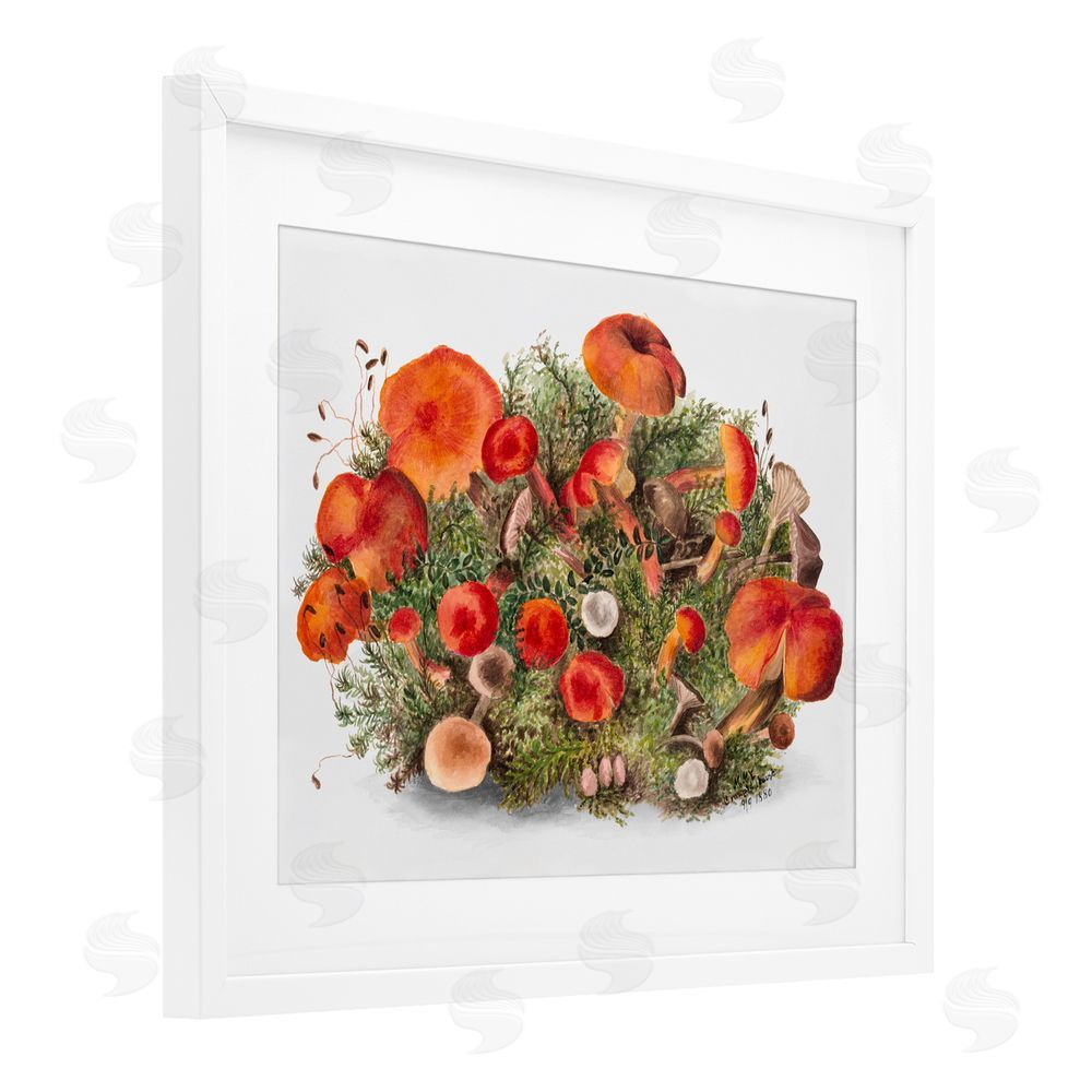 Lettered and Lined Earthy Mushroom Caps Nature White Framed Print Under Glass with Mat Wall Art