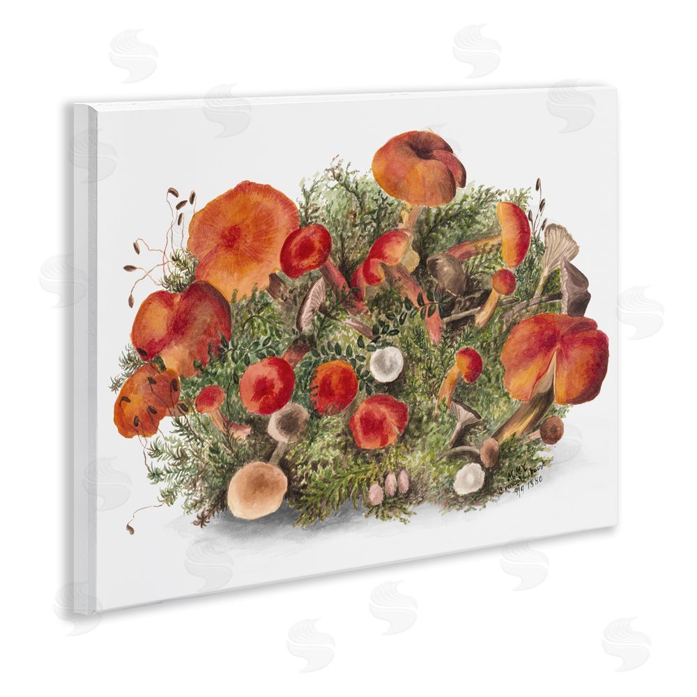 Lettered and Lined Earthy Mushroom Caps Nature Wall Plaque Art Print