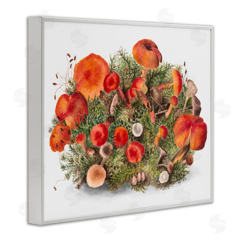Lettered and Lined Earthy Mushroom Caps Nature White Framed Giclee Wall Art Print