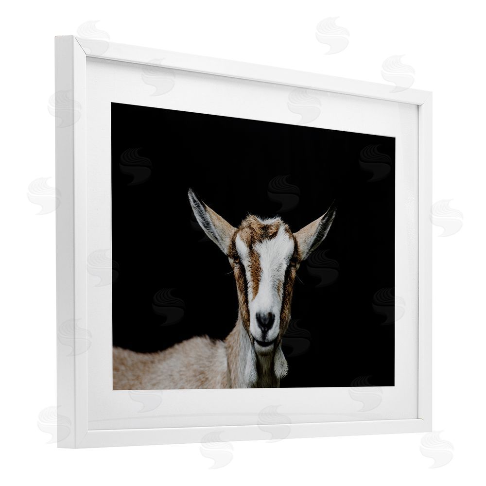 Amy Carroll Goat Face over Black White Framed Print Under Glass Wall Art