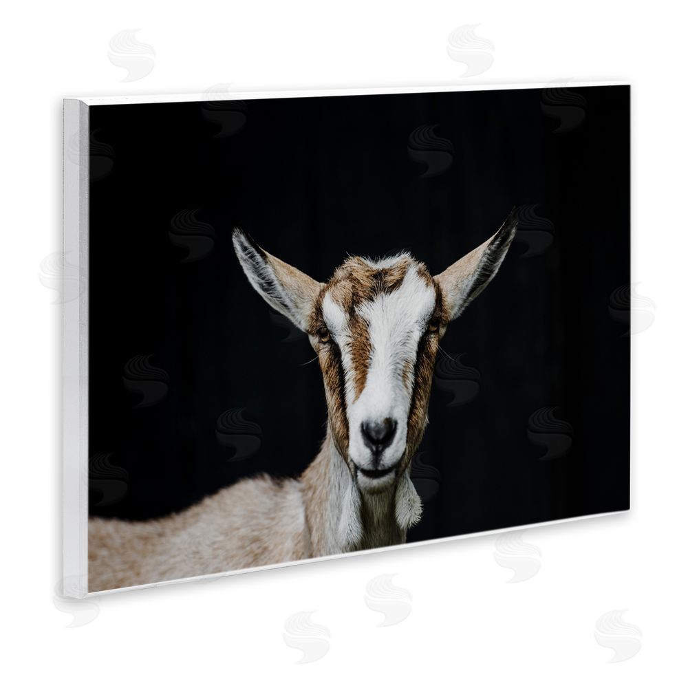 Amy Carroll Goat Face over Black Wooden Wall Plaque Art Print