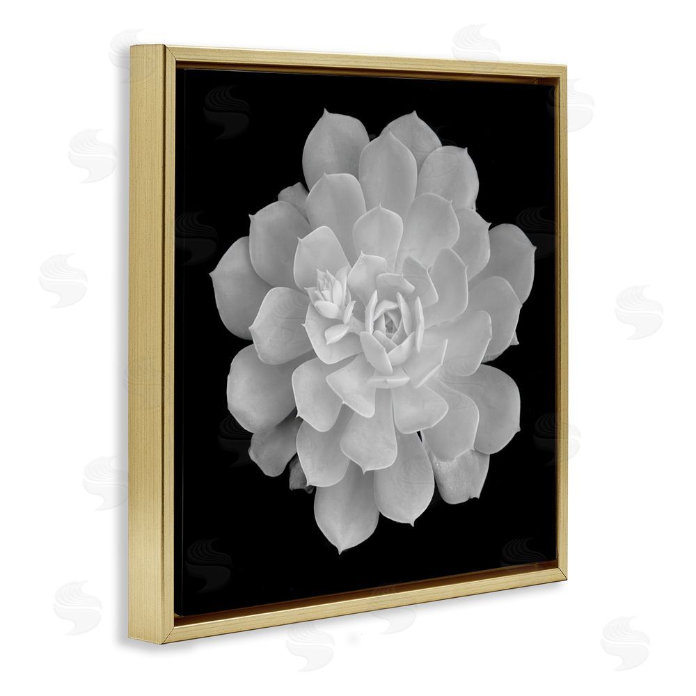Phillip Flowers Pure White Succulent Contrast Gold Floating Frame Canvas Wall Art Print