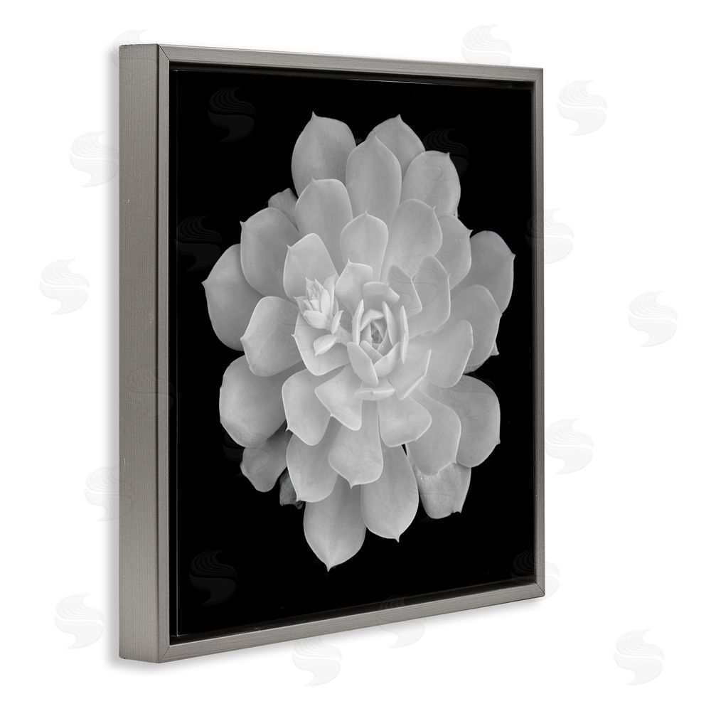 Phillip Flowers Pure White Succulent Contrast Gray Floating Frame Canvas Wall Art Print