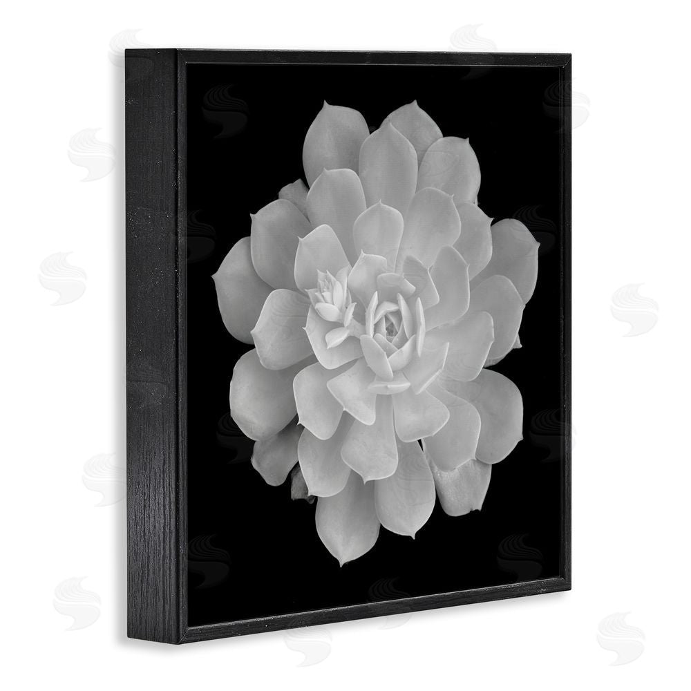 Phillip Flowers Pure White Succulent Contrast Black Framed Giclee Print Wall Art