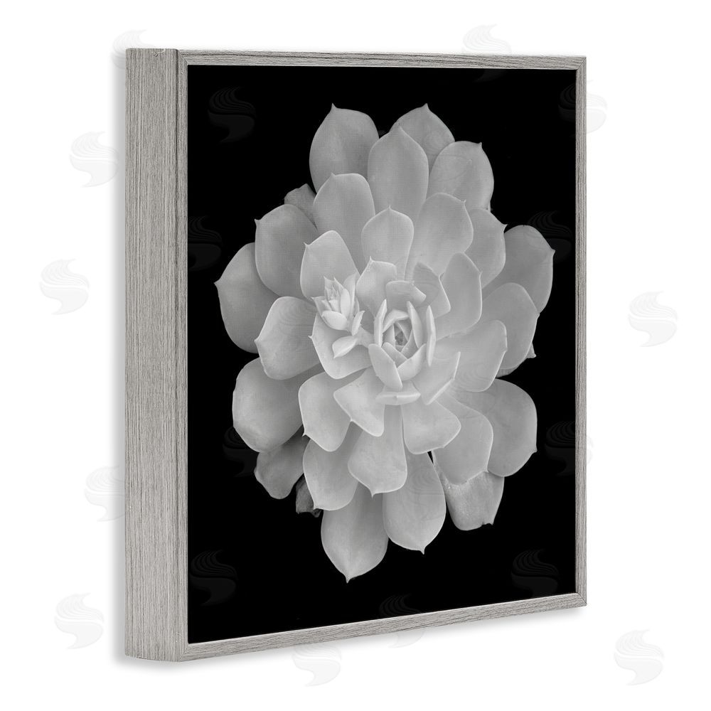 Phillip Flowers Pure White Succulent Contrast Gray Framed Giclee Print Wall Art