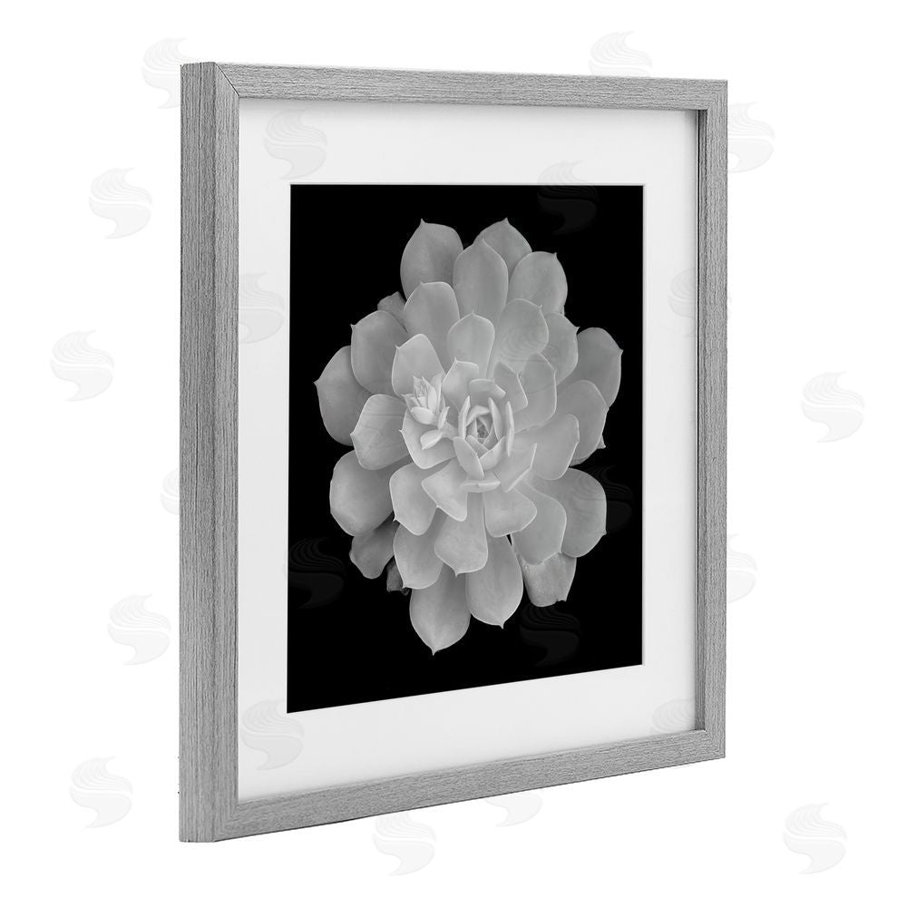 Phillip Flowers Pure White Succulent Contrast Gray Framed Print Under Glass Wall Art