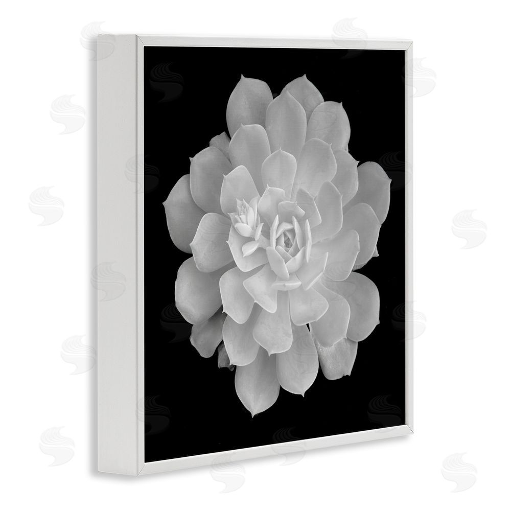 Phillip Flowers Pure White Succulent Contrast White Framed Giclee Print Wall Art