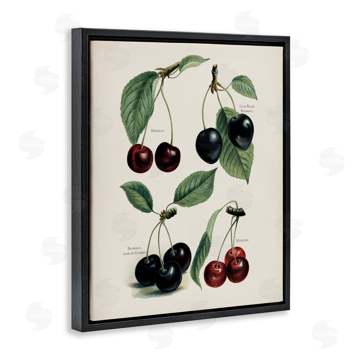Lettered and Lined Natural Detailed Cherry Studies Black Floating Frame Canvas Wall Art Print