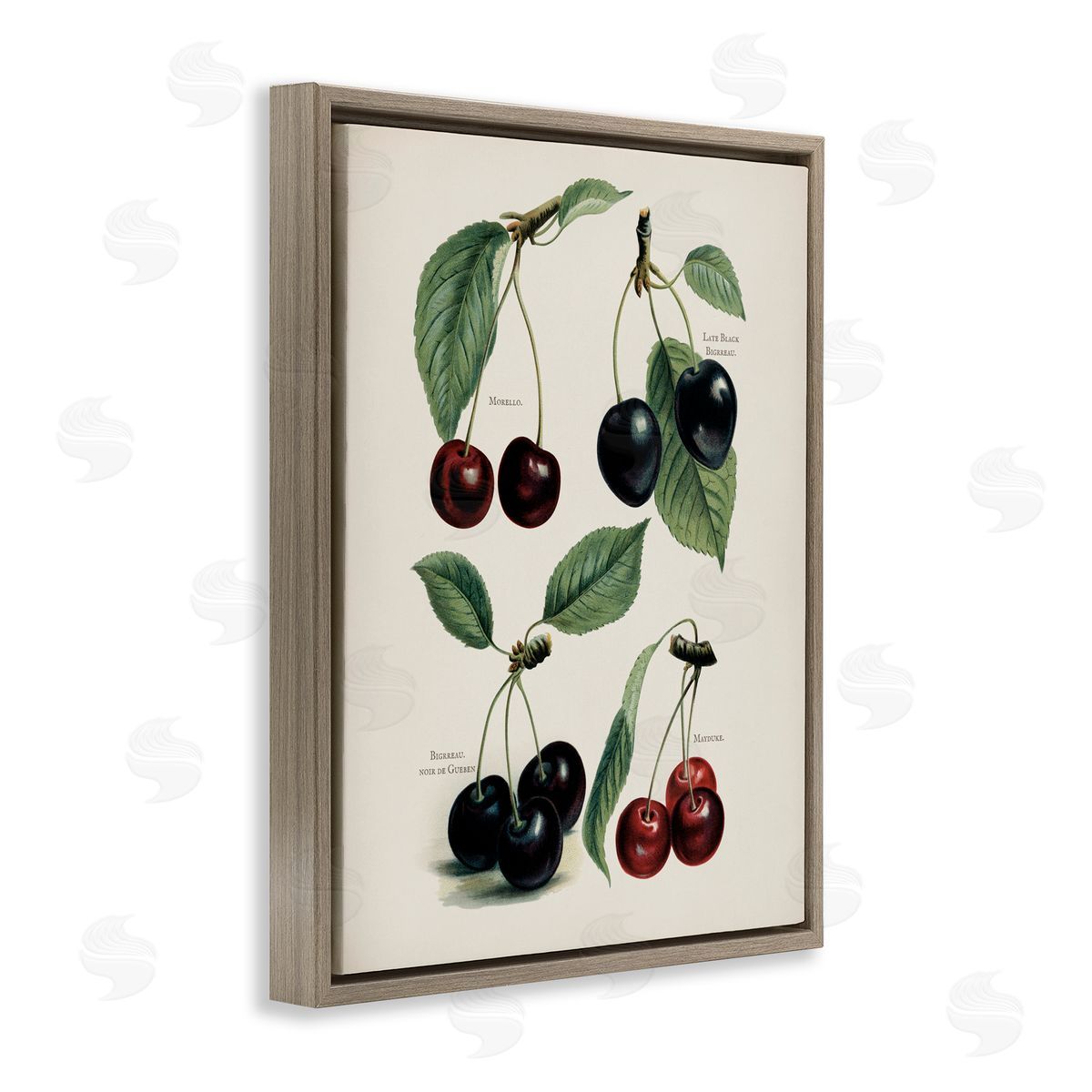 Lettered and Lined Natural Detailed Cherry Studies Brown Floating Frame Canvas Wall Art Print