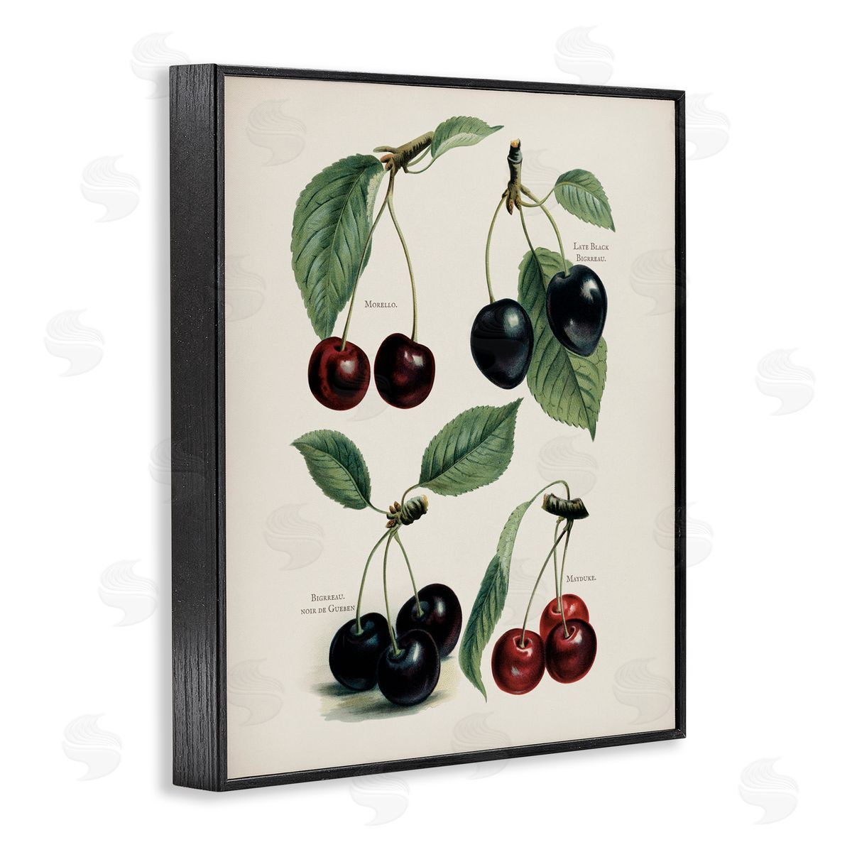 Lettered and Lined Natural Detailed Cherry Studies Black Framed Giclee Print Wall Art