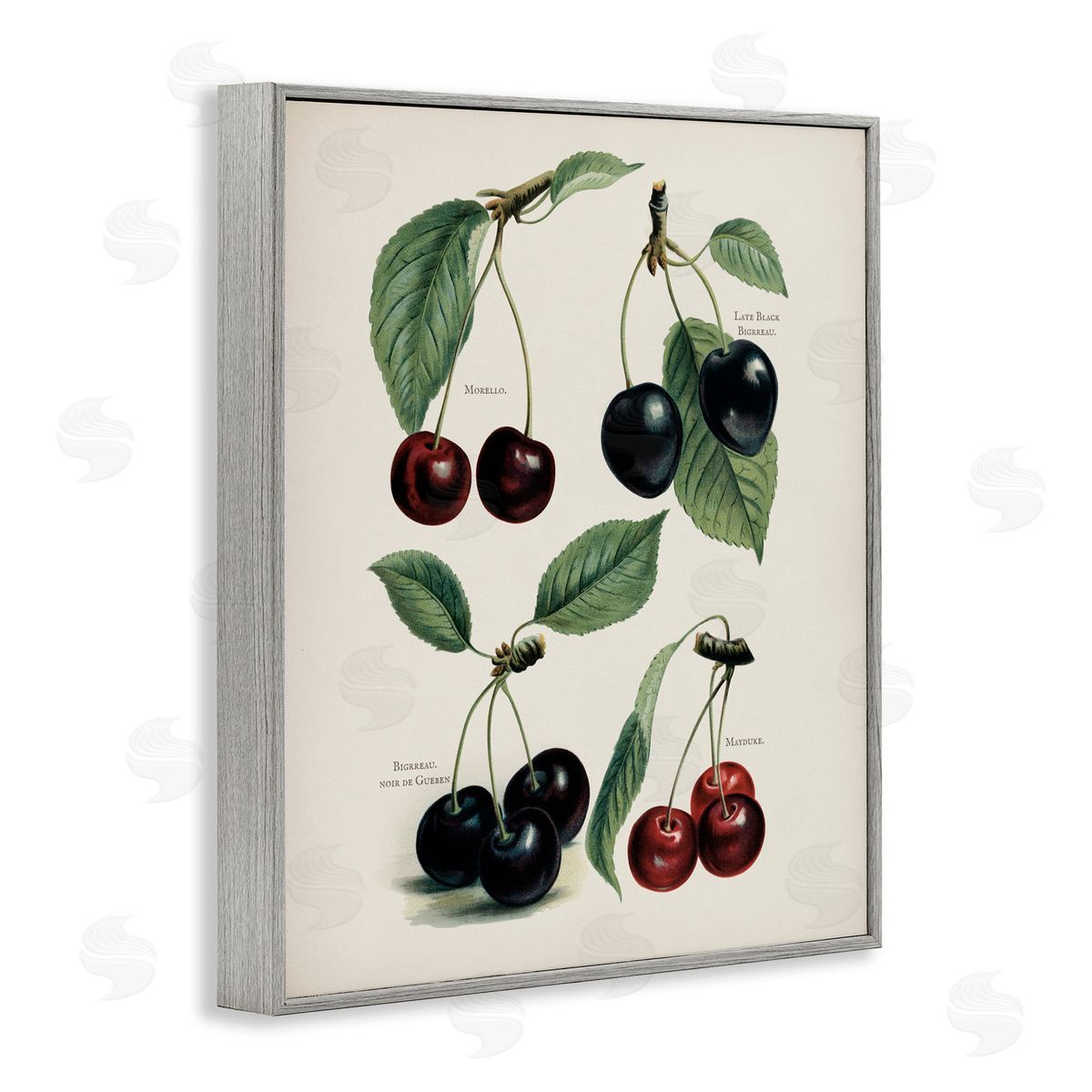 Lettered and Lined Natural Detailed Cherry Studies Gray Framed Giclee Print Wall Art
