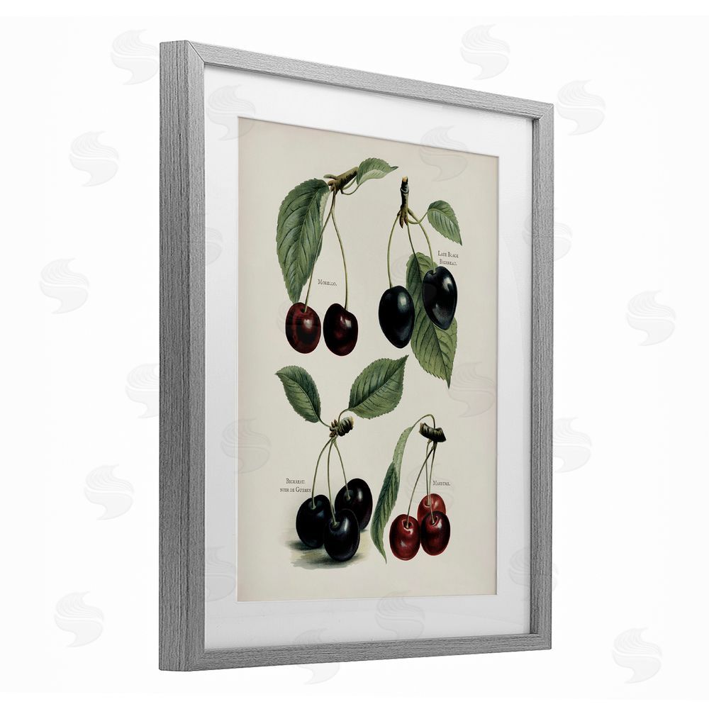 Lettered and Lined Natural Detailed Cherry Studies Gray Framed Print Under Glass Wall Art