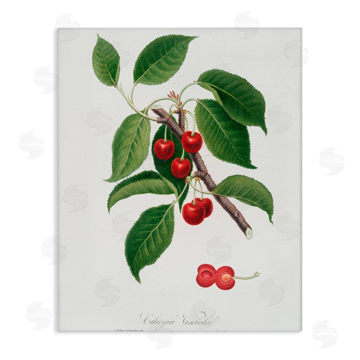 Lettered and Lined Latin Study of Cherry Plant Stretched Canvas Wall Art Print