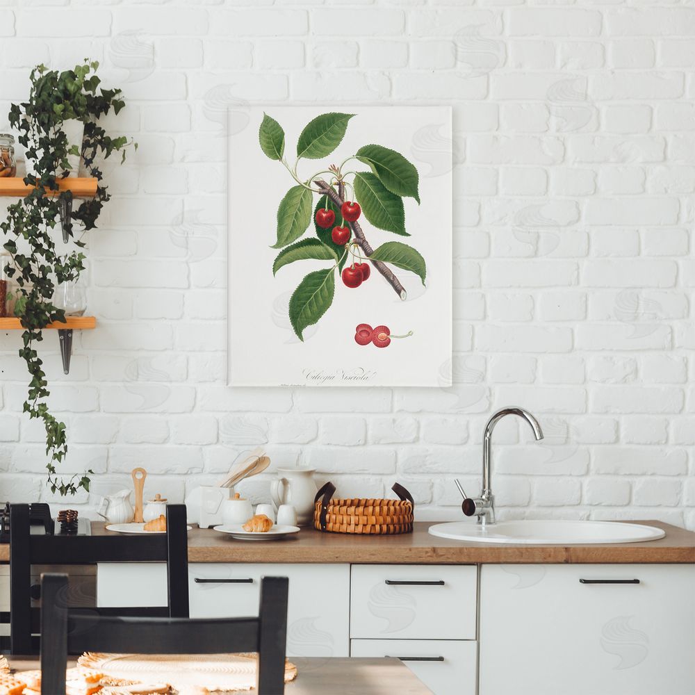 Lettered and Lined Latin Study of Cherry Plant Stretched Canvas Wall Art Print in Room