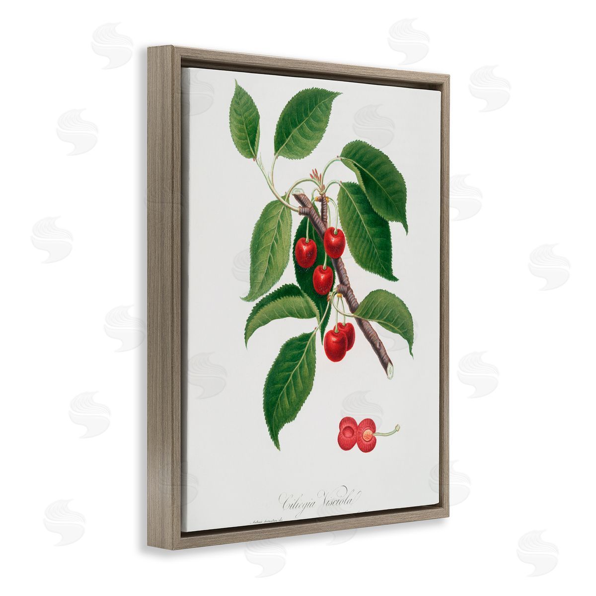 Lettered and Lined Latin Study of Cherry Plant Brown Floating Frame Canvas Wall Art Print