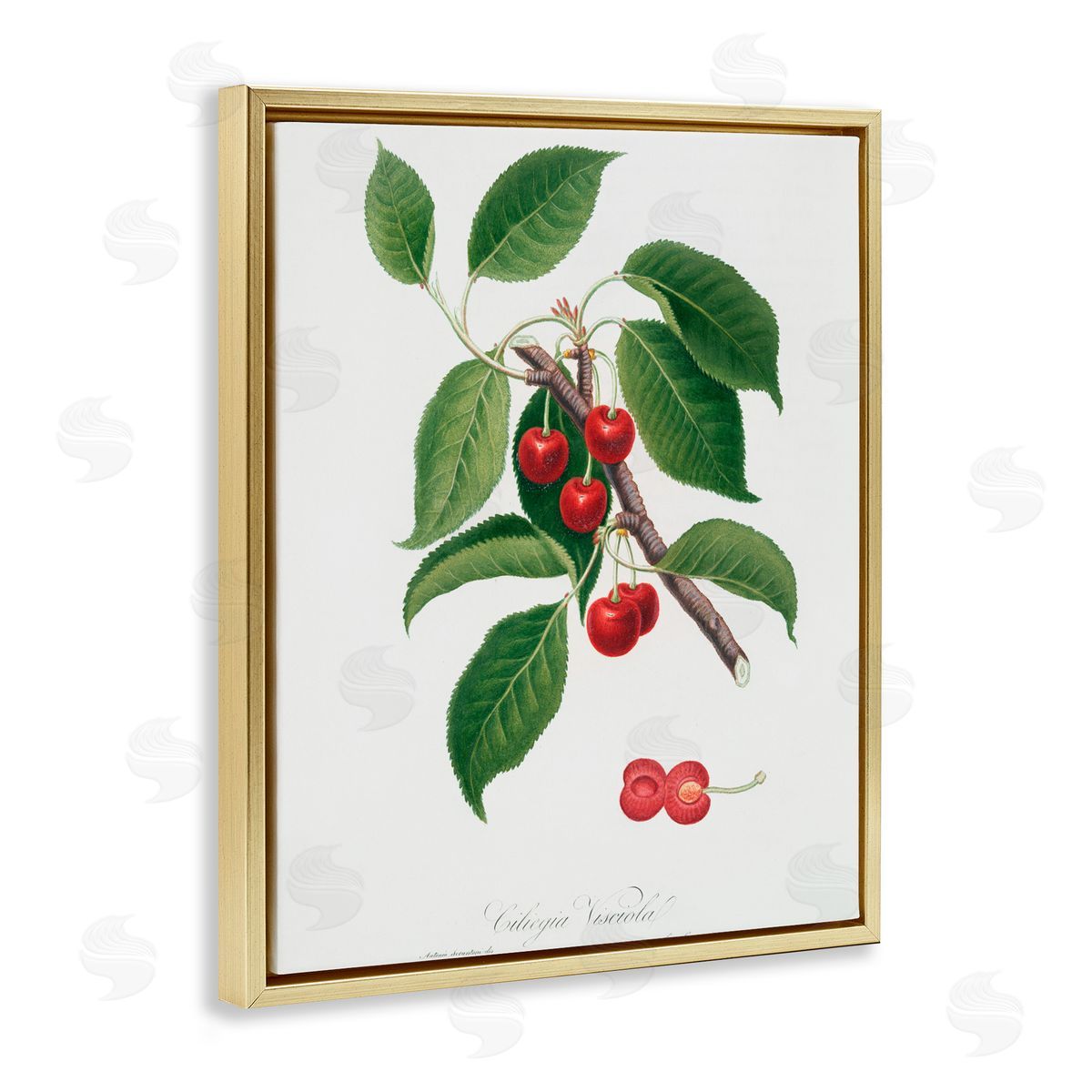 Lettered and Lined Latin Study of Cherry Plant Gold Floating Frame Canvas Wall Art Print