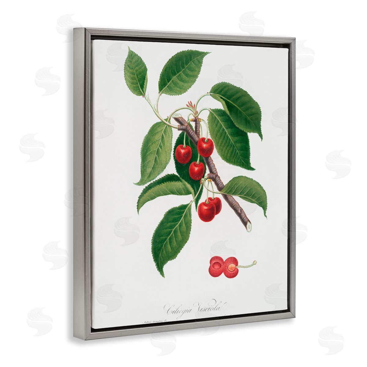 Lettered and Lined Latin Study of Cherry Plant Gray Floating Frame Canvas Wall Art Print