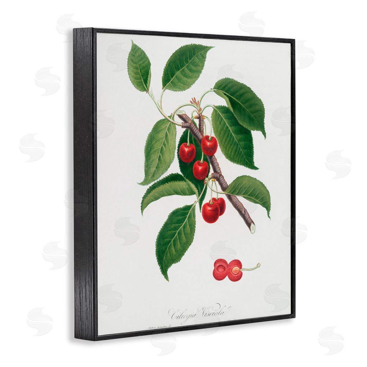 Lettered and Lined Latin Study of Cherry Plant Black Framed Giclee Print Wall Art