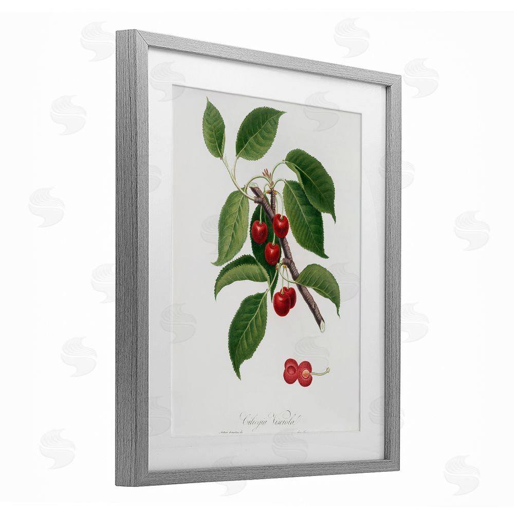 Lettered and Lined Latin Study of Cherry Plant Gray Framed Print Under Glass Wall Art