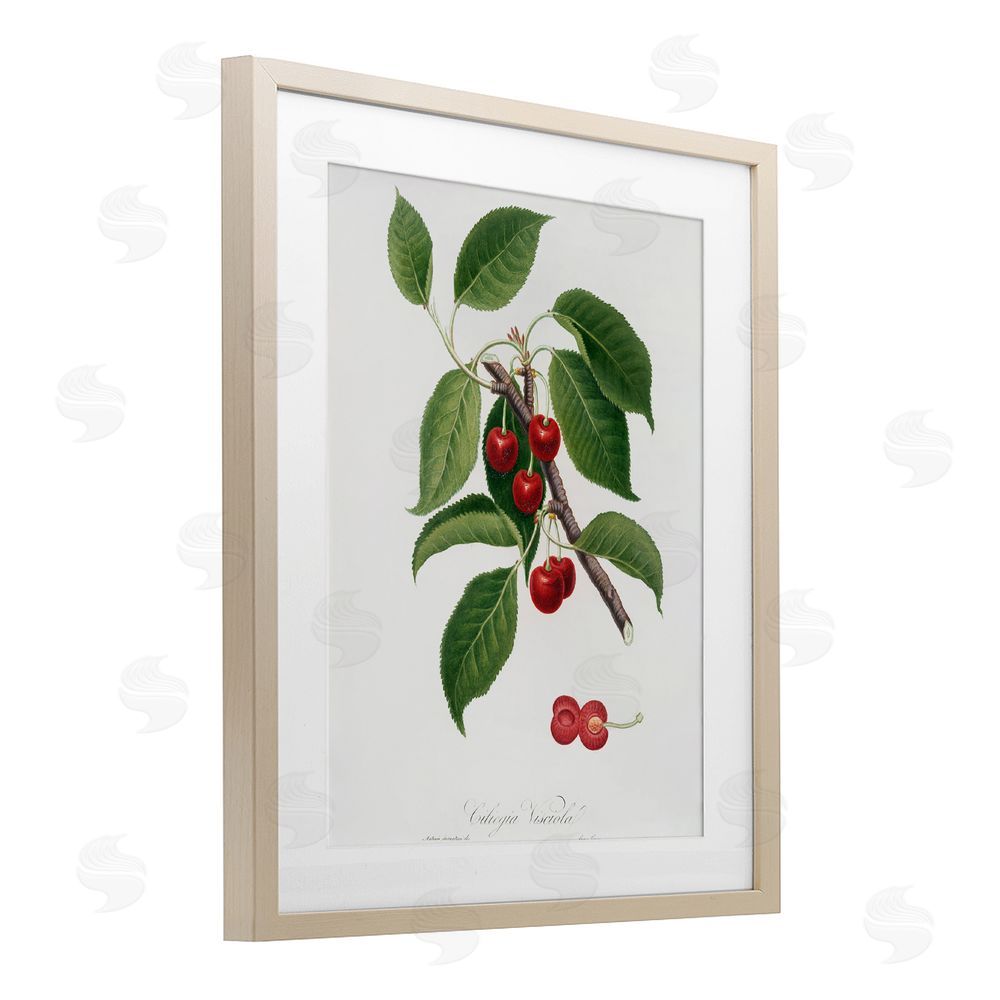 Lettered and Lined Latin Study of Cherry Plant Brown Framed Print Under Glass Wall Art