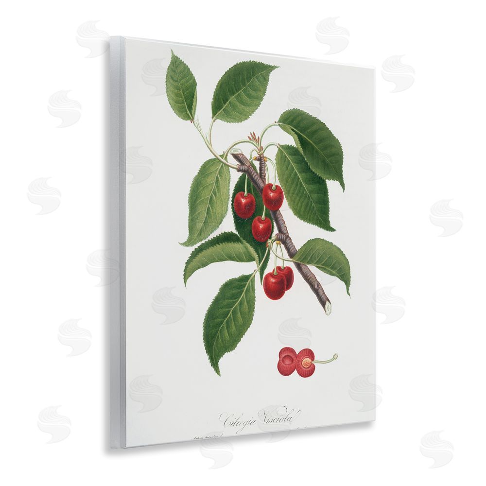 Lettered and Lined Latin Study of Cherry Plant Wooden Wall Plaque Art Print