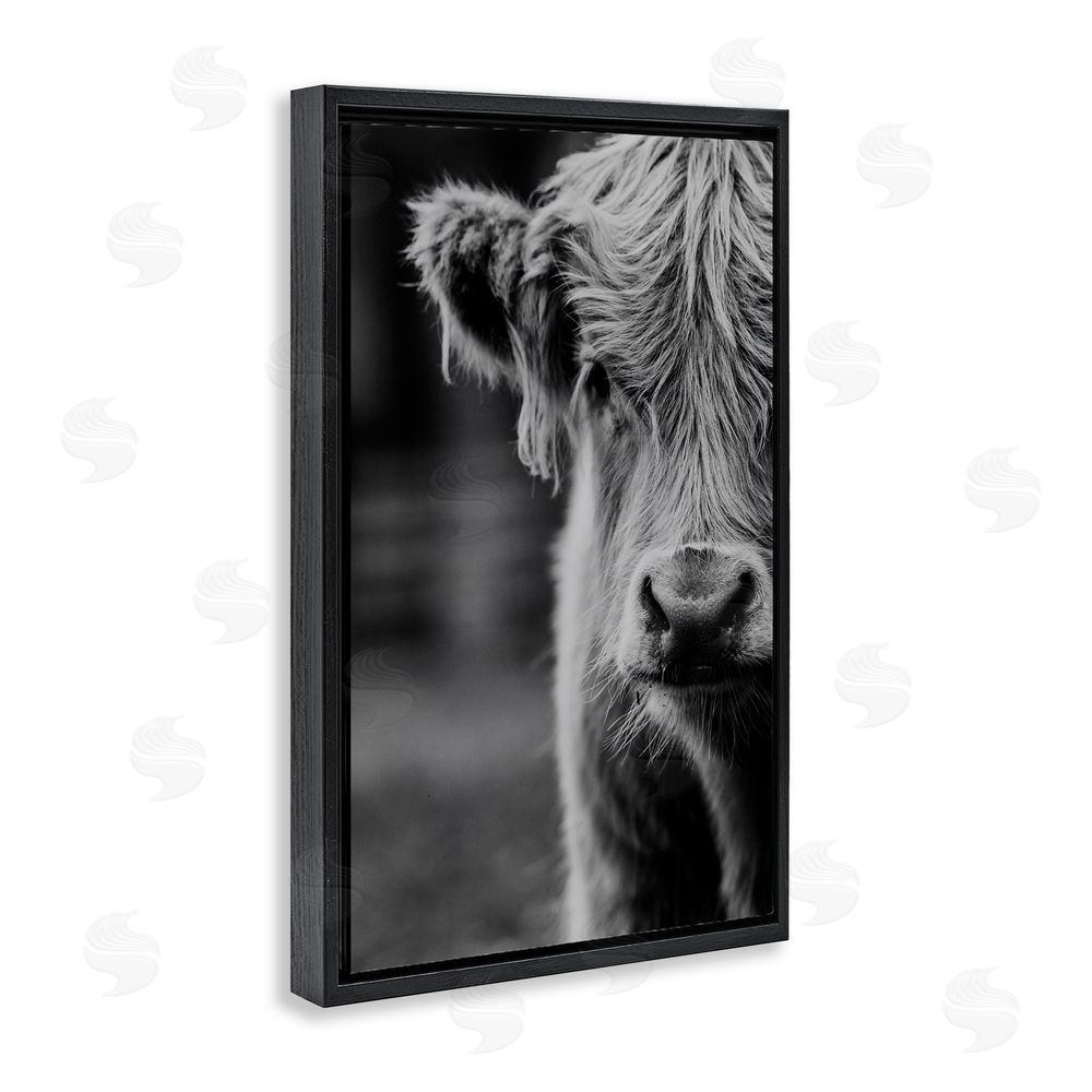Amy Carroll Baby Cow Face Black Floating Frame Canvas Wall Art Print