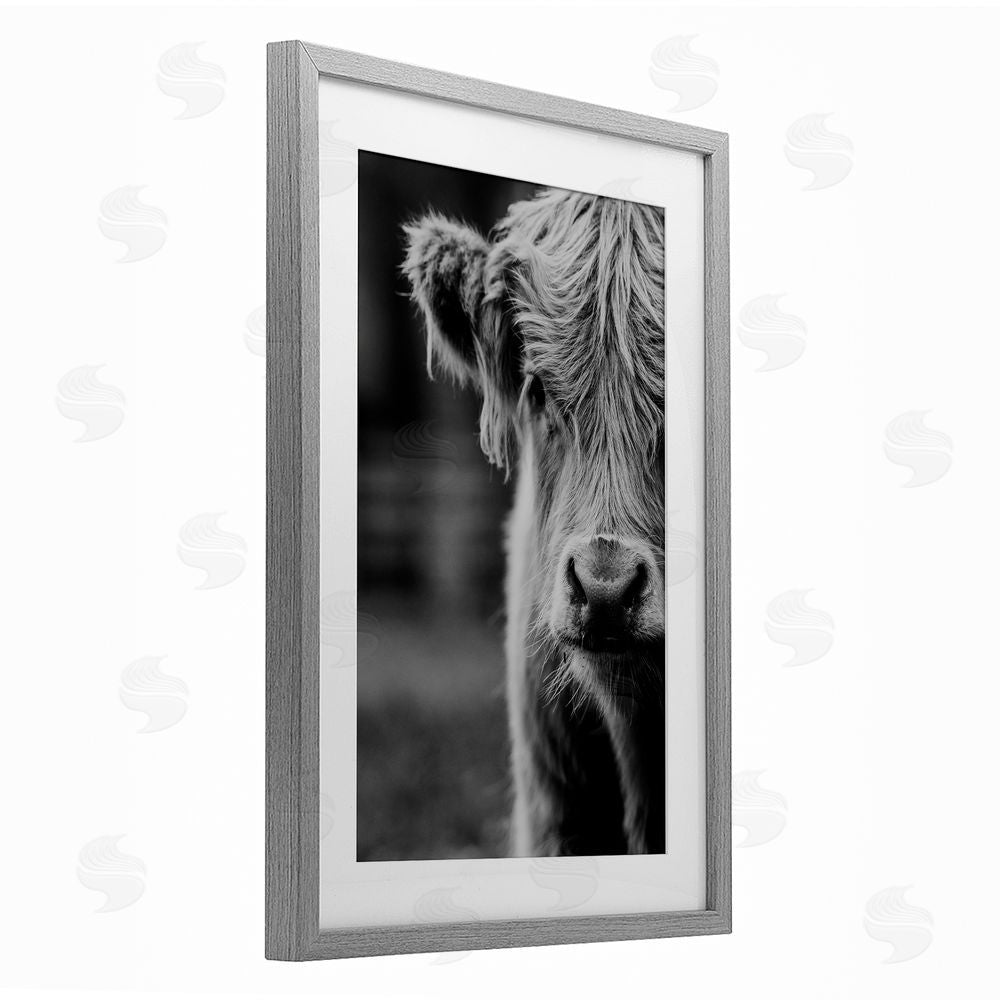 Amy Carroll Baby Cow Face Gray Framed Print Under Glass Wall Art