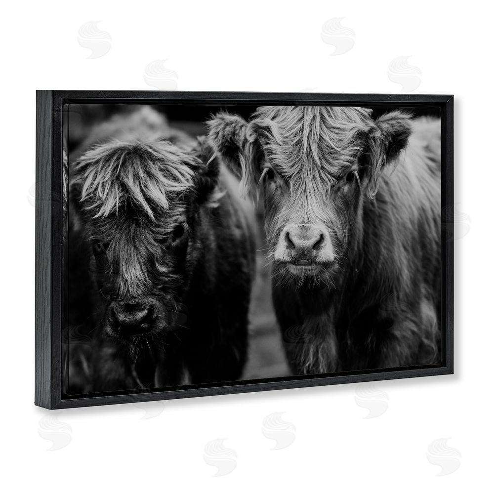 Amy Carroll Cow Faces on Farm Black Floating Frame Canvas Wall Art Print