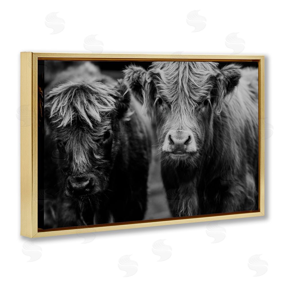 Amy Carroll Cow Faces on Farm Gold Floating Frame Canvas Wall Art Print