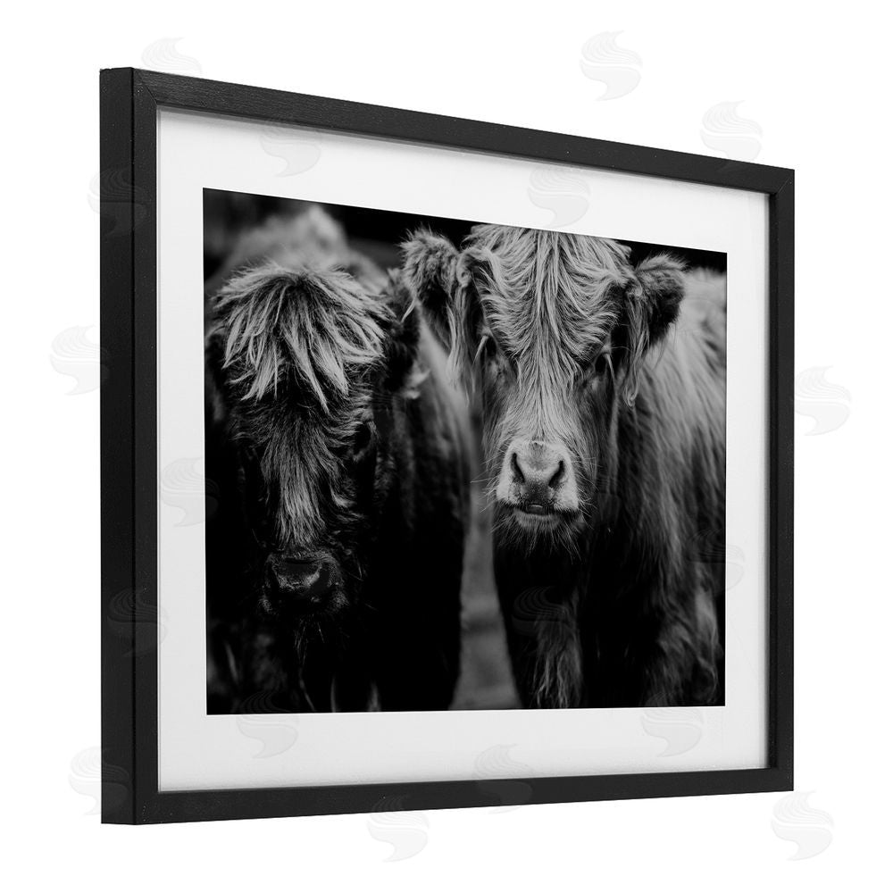 Amy Carroll Cow Faces on Farm Black Framed Print Under Glass Wall Art