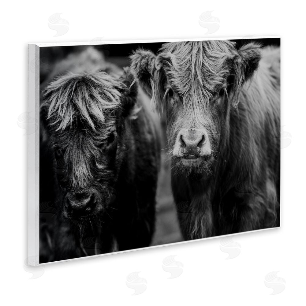 Amy Carroll Cow Faces on Farm Wooden Wall Plaque Art Print