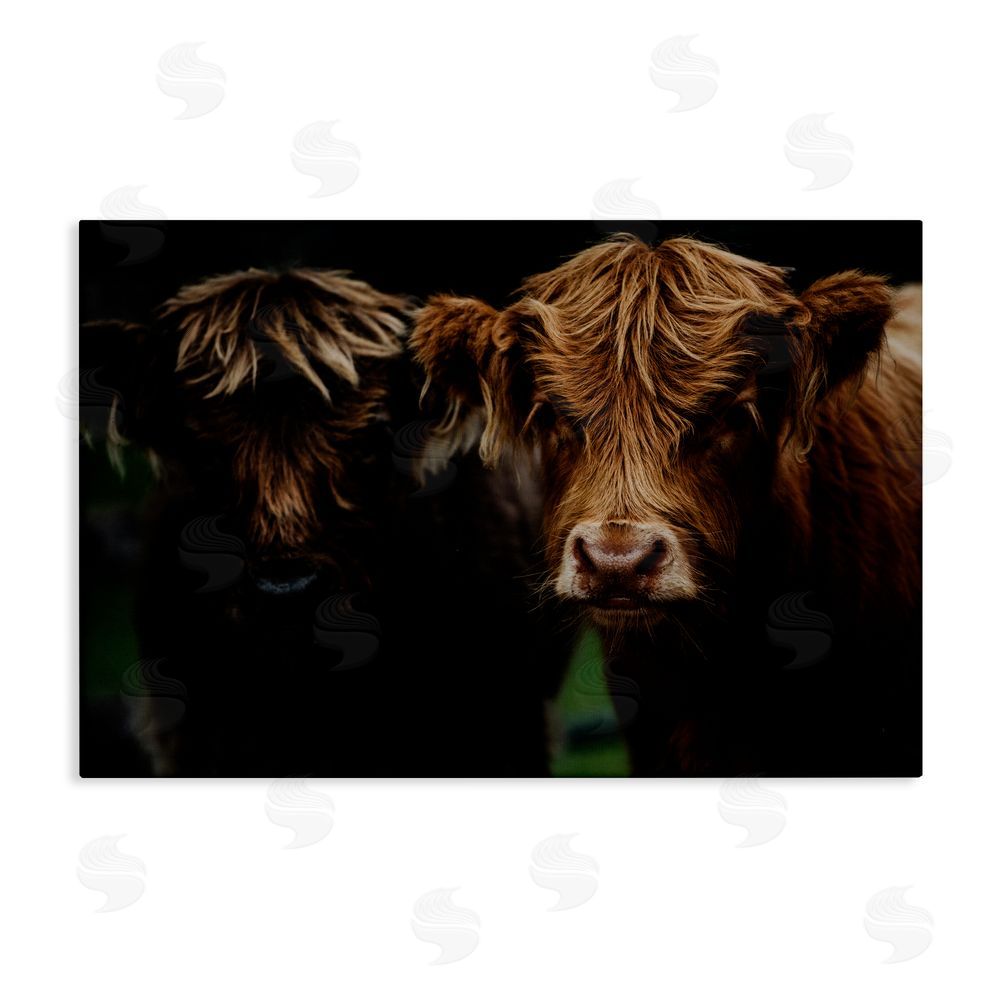 Amy Carroll Cow Faces Highland Pair Stretched Canvas Wall Art Print
